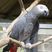 Gray Parrot
